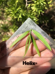 Podocarpus spinulosus