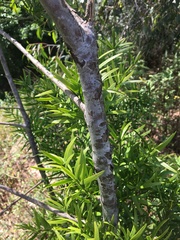 Podocarpus spinulosus