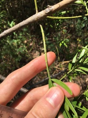 Podocarpus spinulosus