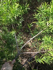 Podocarpus spinulosus