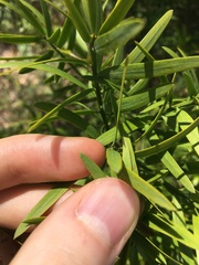 Podocarpus spinulosus