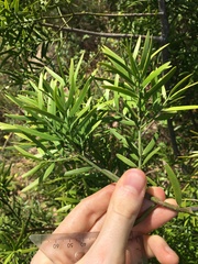 Podocarpus spinulosus