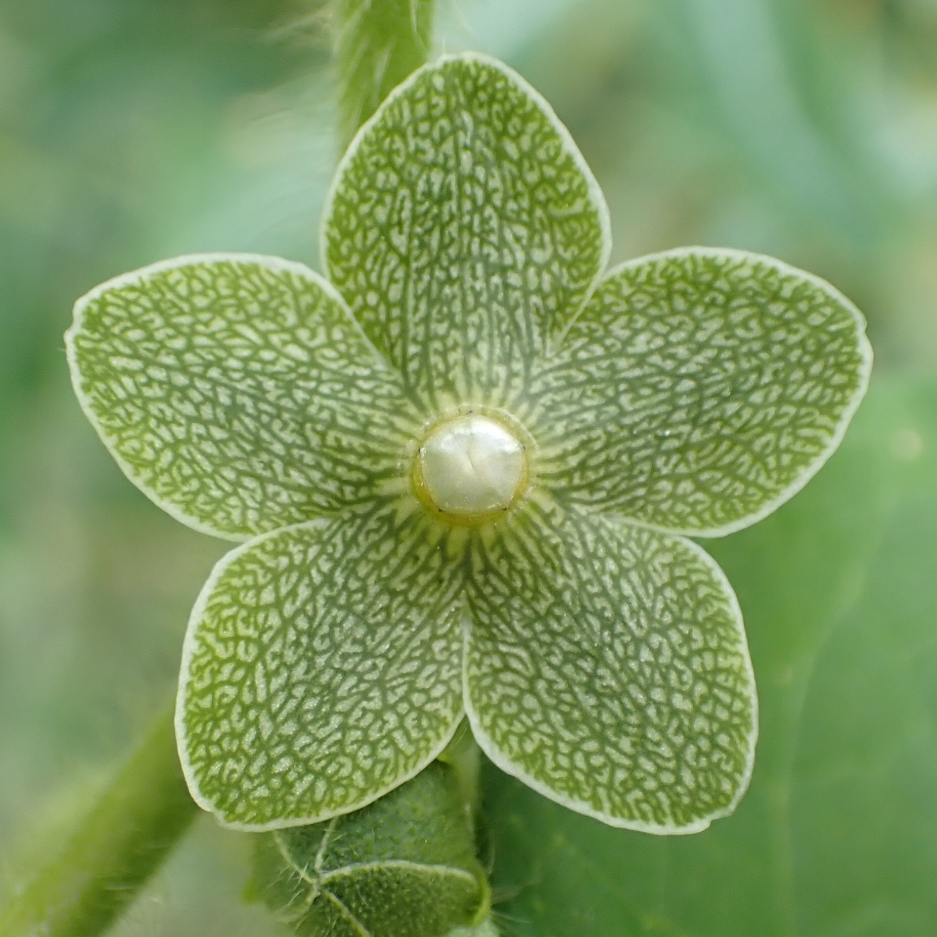 Matelea reticulata