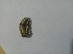 Megalopyge defoliata
