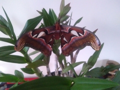Attacus taprobanis