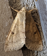 Orthosia arthrolita