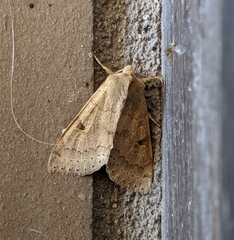 Orthosia arthrolita