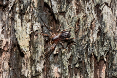 Battalus adamparsonsi