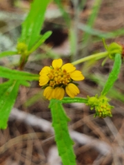 Sigesbeckia australiensis