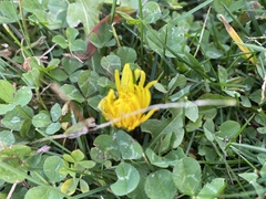 Taraxacum officinale