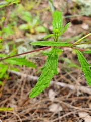 Sigesbeckia australiensis