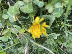 Taraxacum officinale