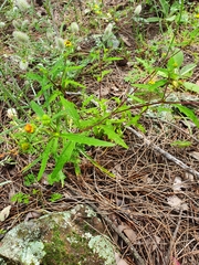 Sigesbeckia australiensis