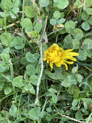 Taraxacum officinale