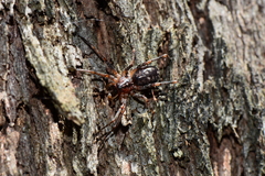 Battalus adamparsonsi
