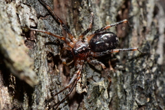 Battalus adamparsonsi