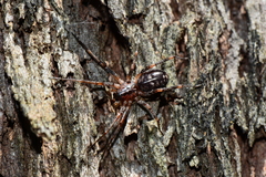 Battalus adamparsonsi