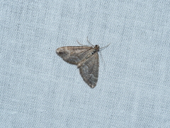 Chrysolarentia cryeropa