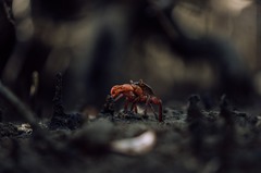 Metopograpsus thukuhar