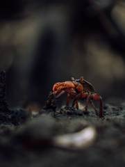 Metopograpsus thukuhar