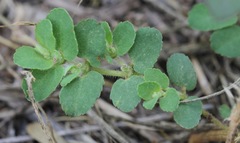 Euphorbia stictospora