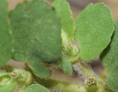 Euphorbia stictospora