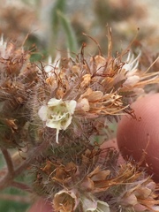 Phacelia hastata compacta