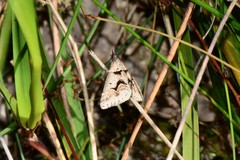 Dichromodes atrosignata