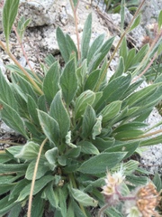 Phacelia hastata compacta