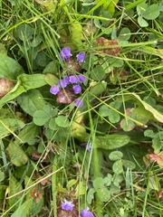 Prunella vulgaris
