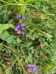 Prunella vulgaris