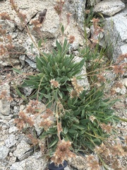 Phacelia hastata compacta