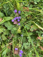 Prunella vulgaris