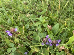Prunella vulgaris