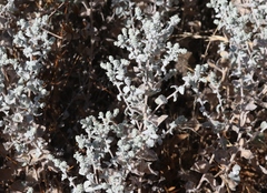 Brickellia nevinii