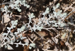 Brickellia nevinii