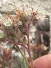Phacelia hastata compacta