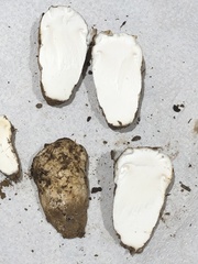 Tricholoma matsutake