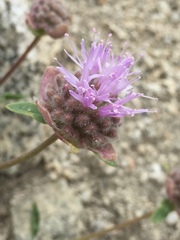Monardella odoratissima pallida
