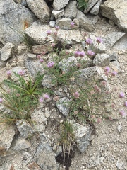 Monardella odoratissima pallida