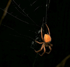 Pararaneus