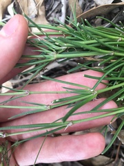 Spergula levis