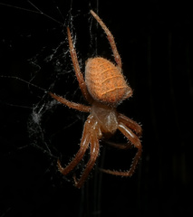 Pararaneus