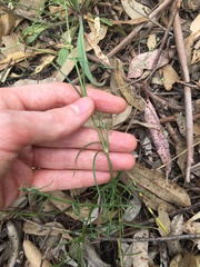 Spergula levis