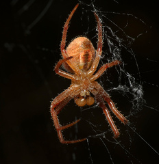 Pararaneus
