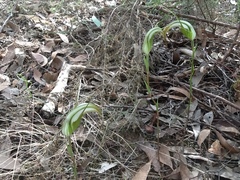 Pterostylis revoluta