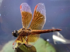 Brachythemis