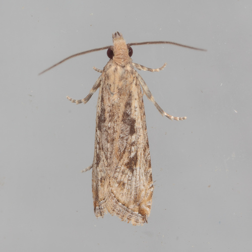 Javelin Moth photo 4