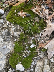 Dicranoweisia cirrata