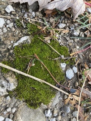 Dicranoweisia cirrata